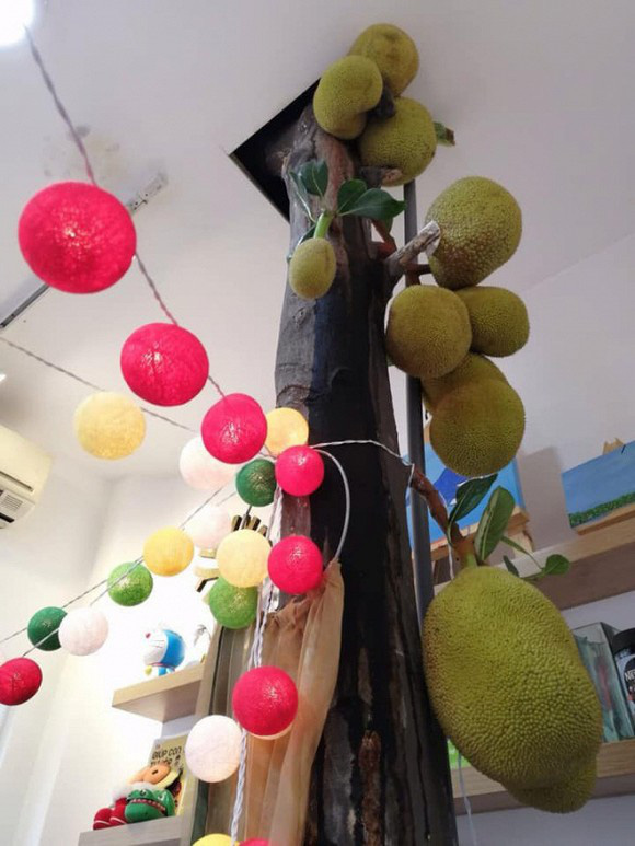 Cây mít sai trĩu quả mọc ngay giữa văn phòng.