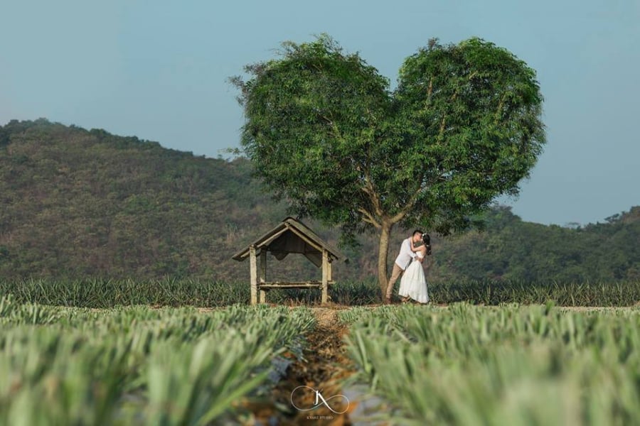 Cây hình trái tim từng gây sốt ở đồi dứa Ninh Bình. (Ảnh: FB Kyahz Studio)
