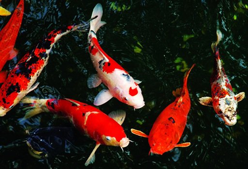 Mơ thấy cá to cà hồng là tin vui