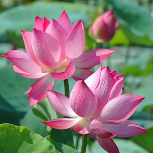 loai hoa danh thuc than Tai 1-phunutoday