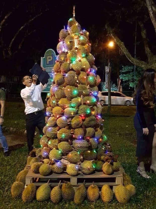 Hình ảnh cây thông Noel gây chú ý.