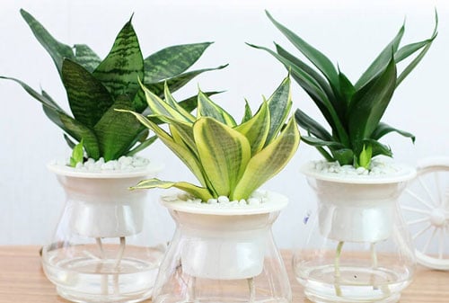 Cây lưỡi hổ giúp hút vận khí vào nhà