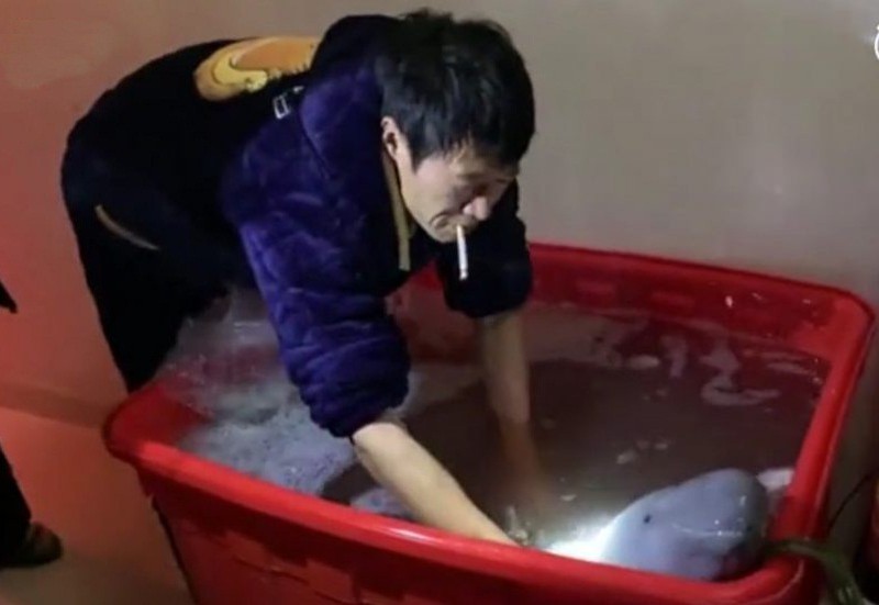 Người đàn ông mua được con cá heo không vây quý hiếm ở ngoài chợ.