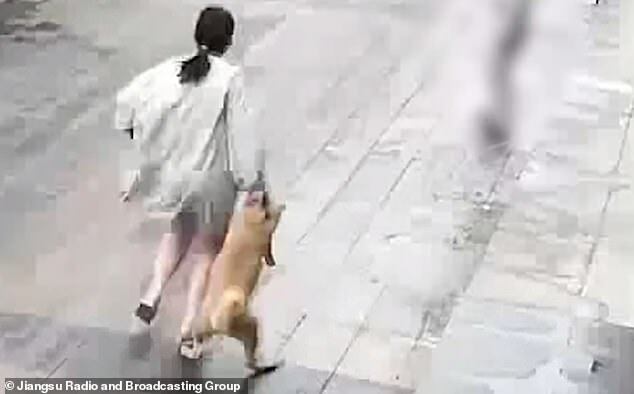 Cô gái lôi chú chó xềnh xệch trên vỉa hè. Ảnh: Đài Phát thanh và Truyền hình Giang Tô.