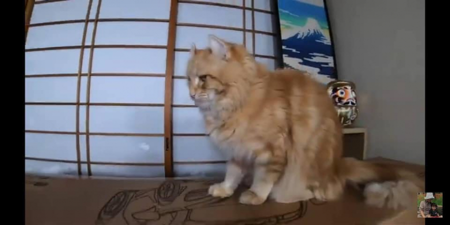 Dáng vẻ không mấy quan tâm đến sự đời của chú mèo khiến nhiều người buồn cười.