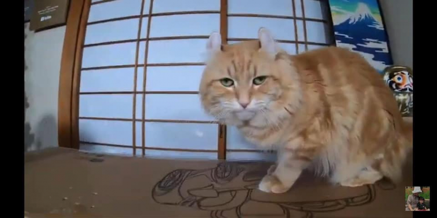 Dù chỉ xuất hiện trong vài giây nắng ngủi nhưng biểu cảm đáng yêu của chú mèo khiến cư dân mạng phát sốt.