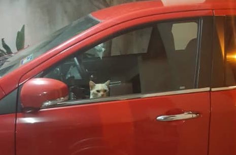 Chú mèo biết bật đèn xe để nhờ người giải cứu.