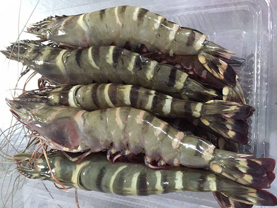 Chọn tôm không bị nhớt