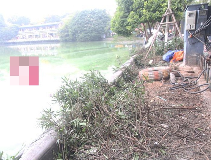 Những luống cây ở hồ Gươm bị dập nát sau một đêm.
