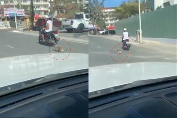 Người đàn ông kéo lê chú chó nhỏ trên đường.