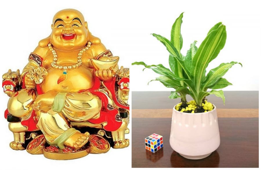 Cây thiết mộc lan tốt cho phong thủy