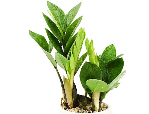 Kim tiền hút tài lôc