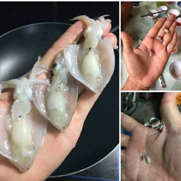 Háo hức lên mạng mua mực, đến khi xào chín cô nàng mới khóc thét vì thành phẩm siêu nhỏ.