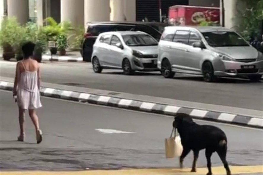 Chú chó cầm túi xách cho chủ nhân của mình đi dạo.