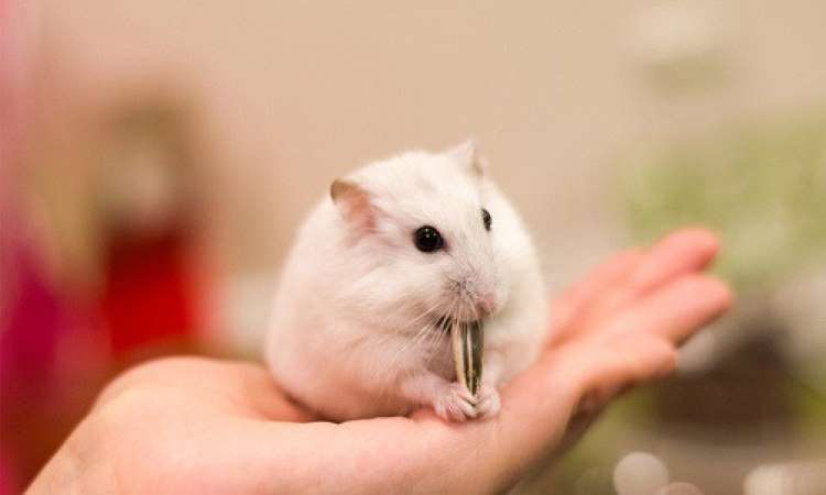 Chuột hamster có kích thước nhỏ, vẻ ngoài đáng yêu nên được giới trẻ yêu thích.