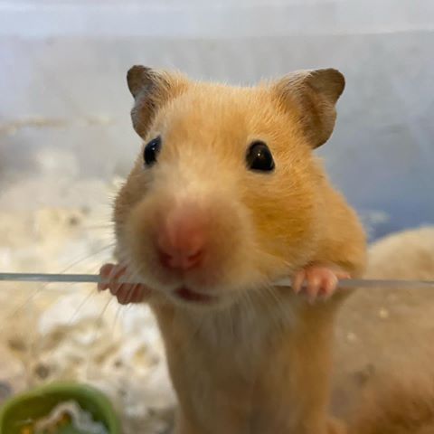 Rất nhiều bạn trẻ chọn nuôi chuột hamster trước khi năm mới Canh Tý bắt đầu.