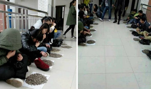 Hình ảnh những học sinh đang bị phạt cắn hướng dương ngoài hành lang.