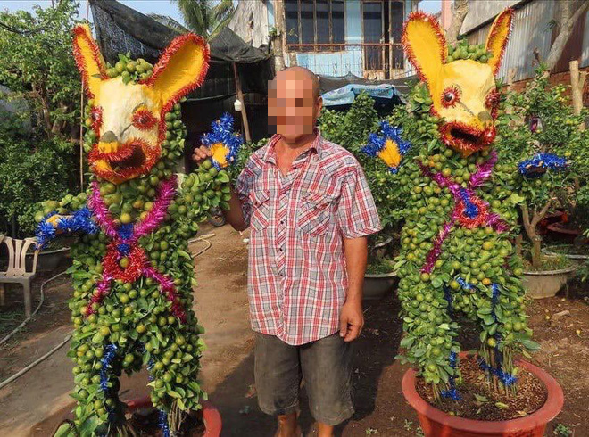 Nhìn cây quất được kết hợp với 