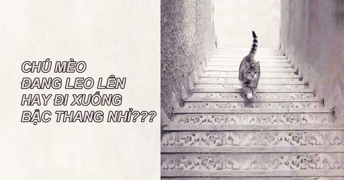 trac-nghiem-tinh-cach-ban-thay-con-meo-di-len-hay-xuong-bac-thang-a02184