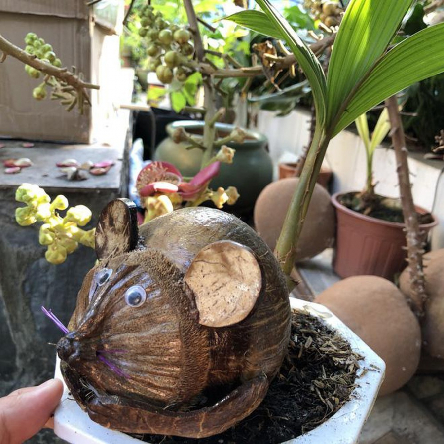 Một chú chuột tròn trịa làm từ trái dừa.