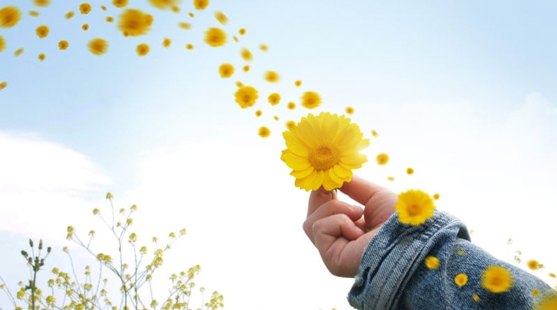 hoa-flower