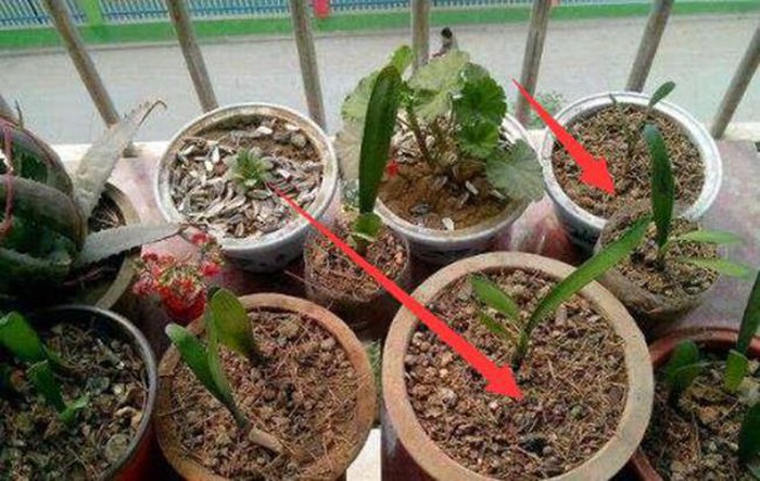 meo cham cay canh-phunutoday