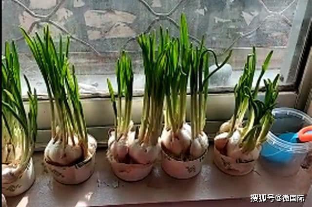 Những cây tỏi của cậu bé lớn tươi tốt bên cửa sổ.
