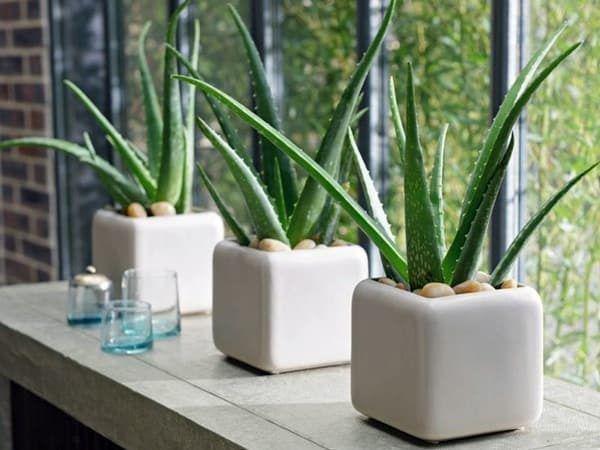 Trồng cây xanh trong bếp giúp khử mùi hiệu quả
