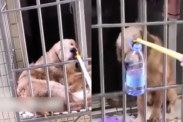 Chú chó được cô gái cứu đói sau khi bị chủ bỏ quên nhiều ngày.