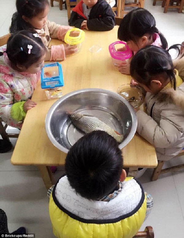 Thay vì mang cá cảnh còn sống như các bạn thì cậu bé này đã mang một con cá đã chết đến lớp.