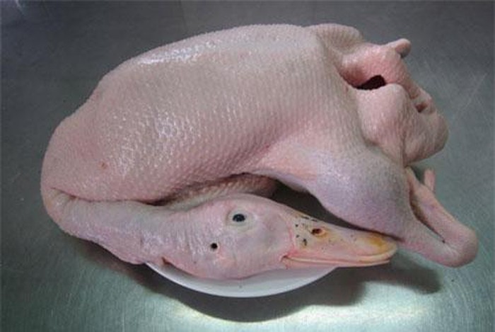 Chọn vịt hồng hào không ốm bệnh