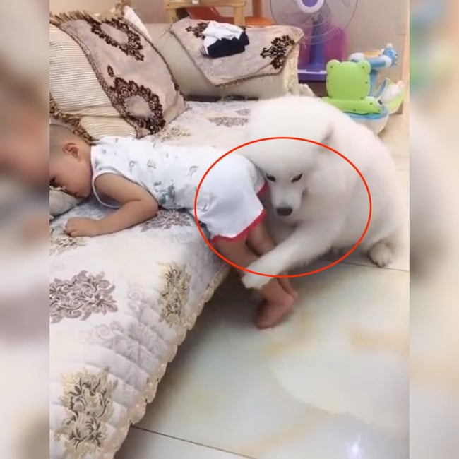 Nguyện bảo vệ cậu chủ đến hơi thở cuối cùng
