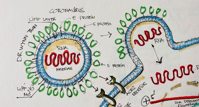 Cấu tạo của virus SARS-CoV-2.