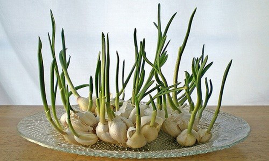 Cây tỏi giúp đuổi muỗi tự nhiên