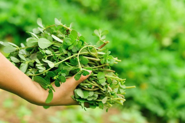 Rau sam không dành cho mẹ bầu 