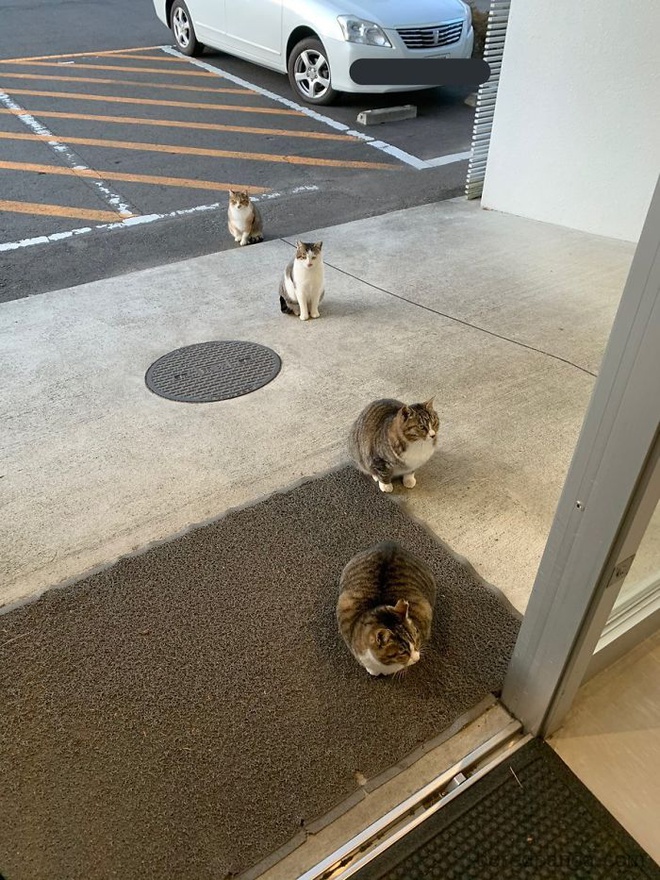 Trong thời gian này, trên mạng xã hội cũng xuất hiện hashtag #quarantinecats với hình ảnh những chú mèo giãn cách xã hội ở khắp thế giới.