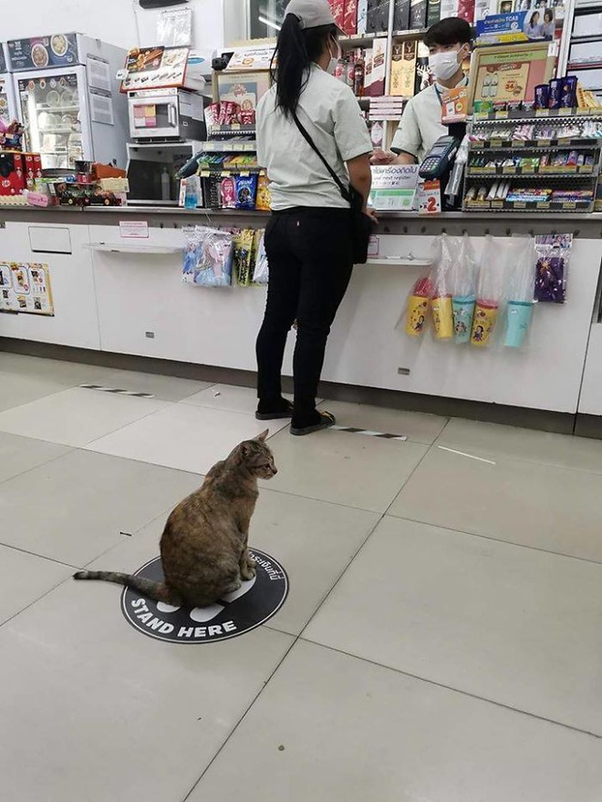 Đứng đúng vị trí khi đi siêu thị.