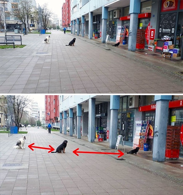 Các chú chó cũng rất nghiêm túc 