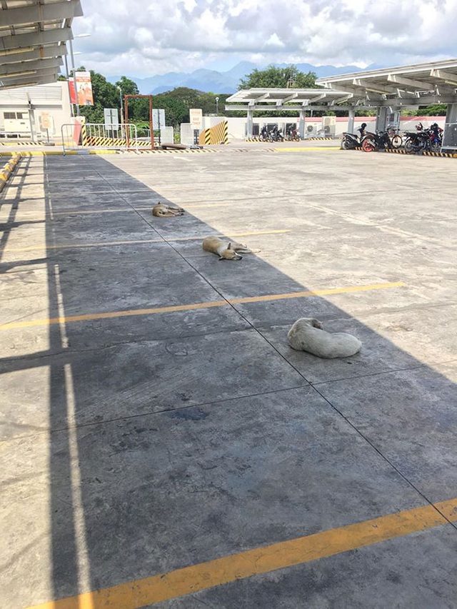 Mùa Covid-19, tốt nhất 