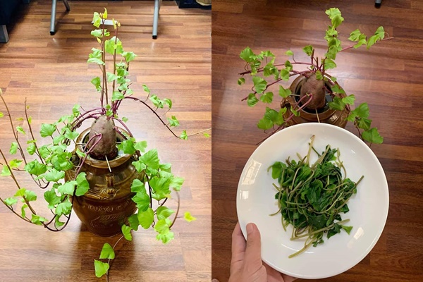 Cây khoai lang khi lớn tạo dáng vô cùng đẹp mắt.