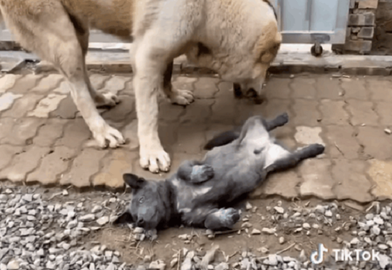 Khi bị chú chó lớn hơn đe dọa, Dúi đã nằm lăn ra đất giả chết.