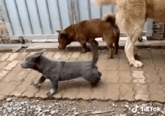Ngay sau đó Dúi đã nhanh chân tẩu thoát.