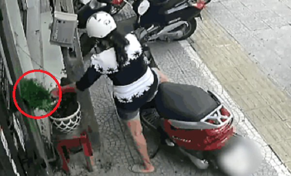 Hình ảnh người phụ nữ trộm cây cảnh trước một cửa hàng. 