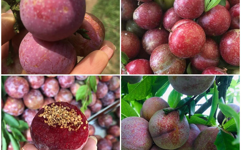 Mẹo chọn mận thơm ngon giòn không hóa chất