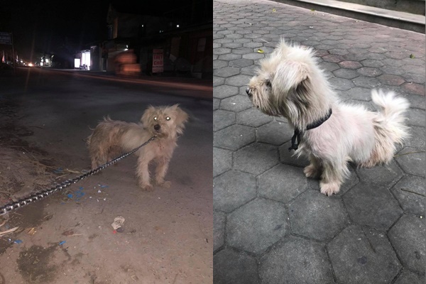 Chú chó thất lạc 1 năm được chủ nhân tìm thấy trong cửa hàng thịt chó mèo.