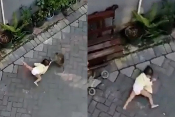 Con khỉ túm lấy áo của bé gái rồi kéo đi.