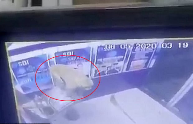 Con khỉ phá nát cây ATM.