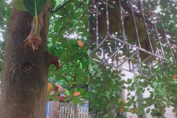 Mất trộm mít, chủ nhà đã có cách chống trộm 