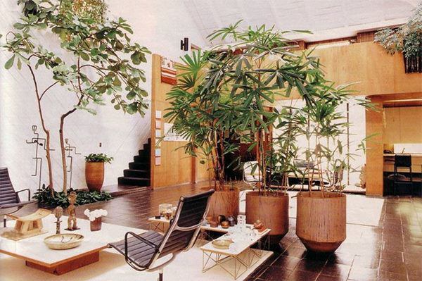 Đặt cây hút lộc trong nhà 