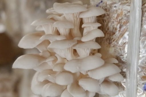 Cách chọn nấm tươi ngon